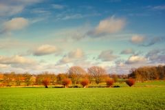 Weiden in der Dezembersonne