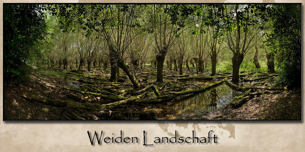 Weiden Landschaft