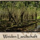 Weiden Landschaft