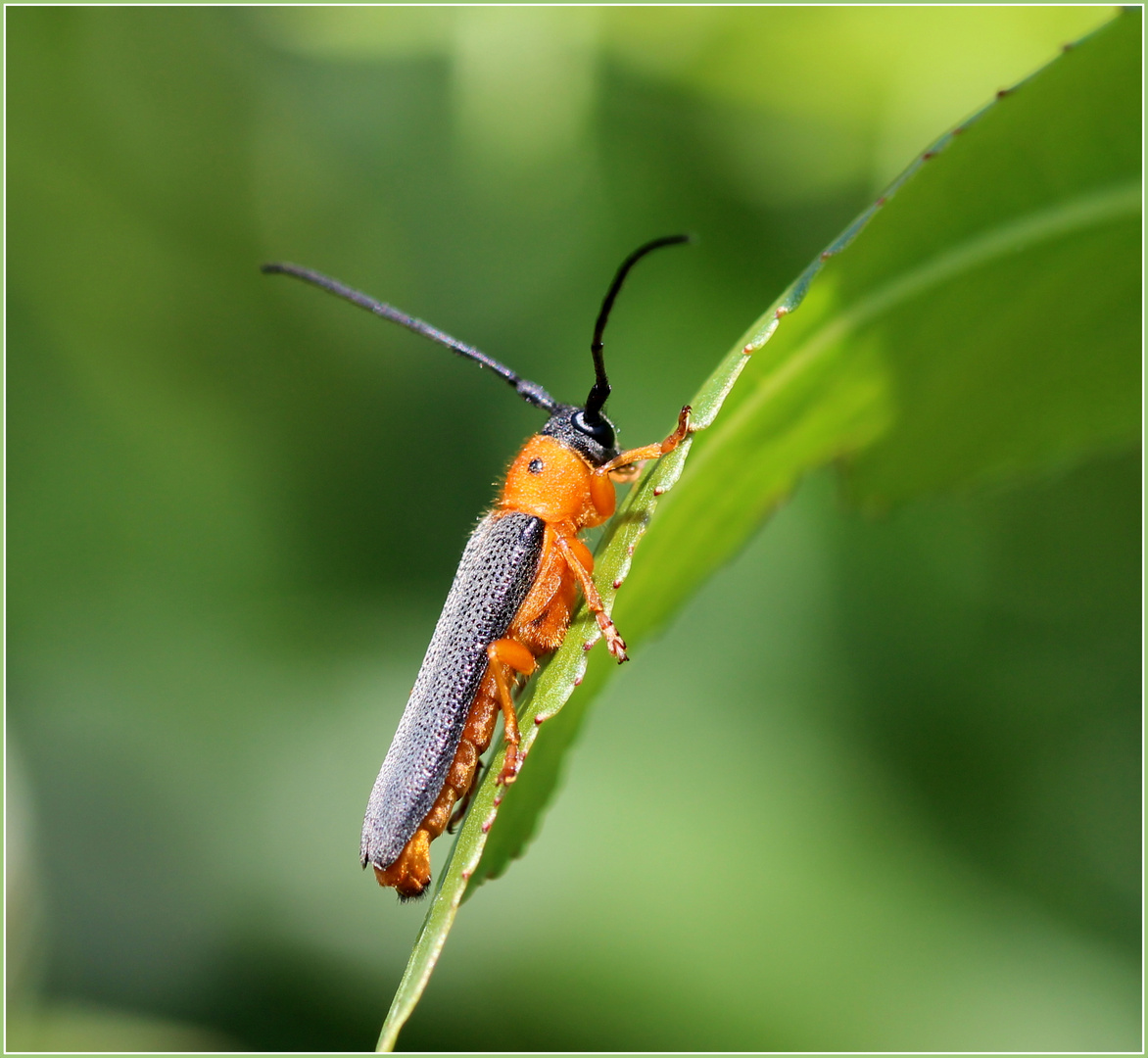 Weiden-Linienbock (Oberea oculata).