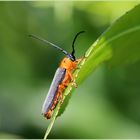 Weiden-Linienbock (Oberea oculata).