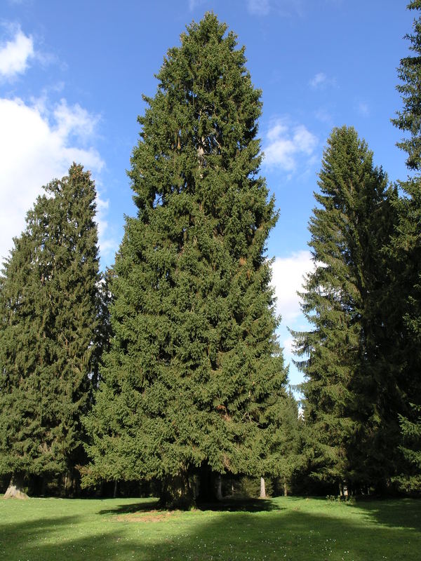 Weiden - Moore - Weiher und Tannen