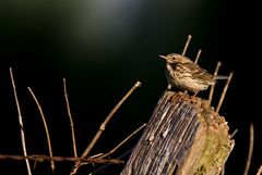 Weiden- oder Baumpieper