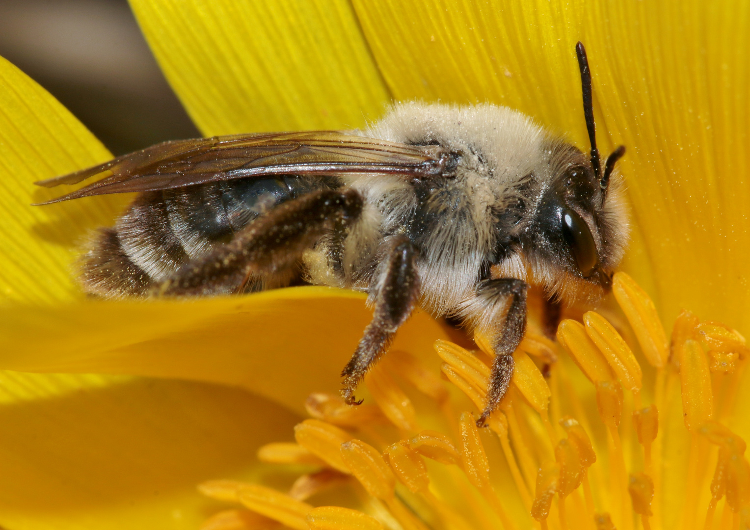 WeidenSandbiene Foto & Bild tiere, wildlife, insekten Bilder auf