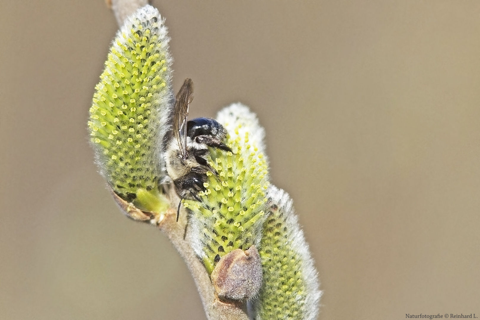 Weiden-Sandbiene