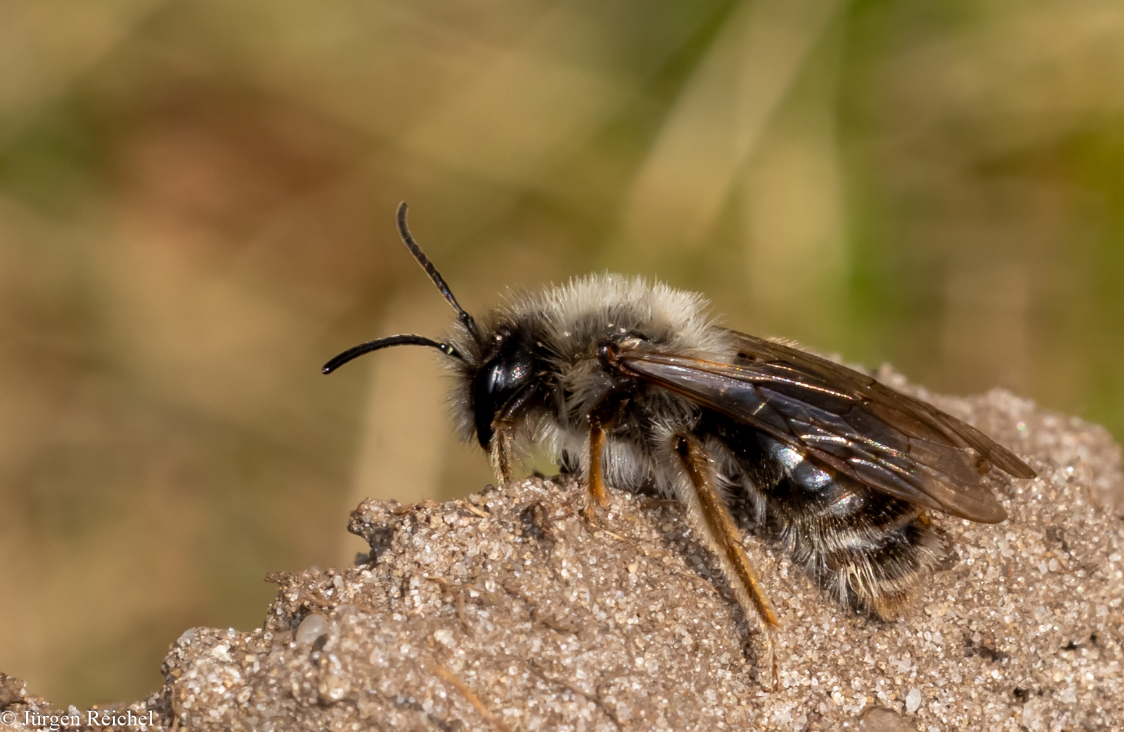 Weiden-Sandbiene (Andrena vaga) 