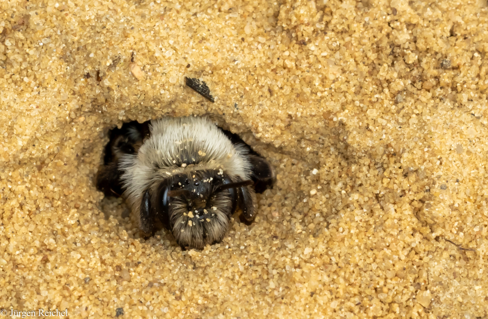 Weiden-Sandbiene (Andrena vaga) 