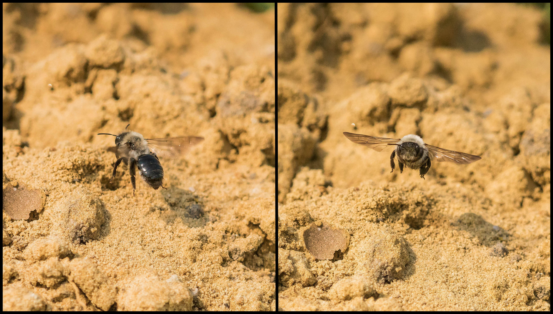 Weiden- Sandbiene im Flug