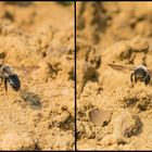 Weiden- Sandbiene im Flug