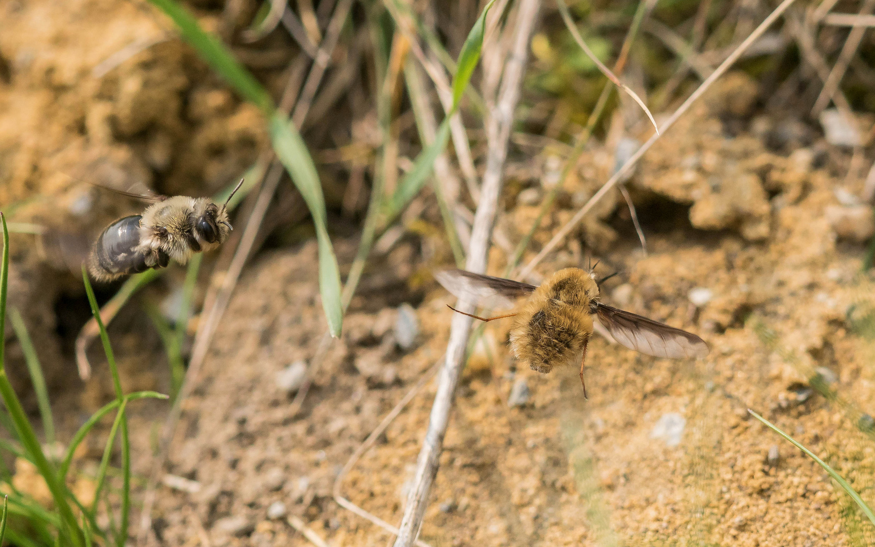 Weiden-Sandbiene und Großer Wollschweber im Flug