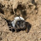 Weiden-Sandbiene vor der Brutröhre