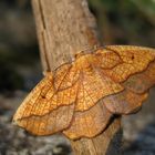 Weiden-Saumbandspanner (Epione repandaria)