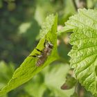 Weiden-Seidenbiene (Colletes cunicularius)