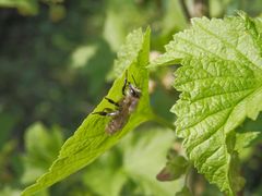 Weiden-Seidenbiene (Colletes cunicularius)