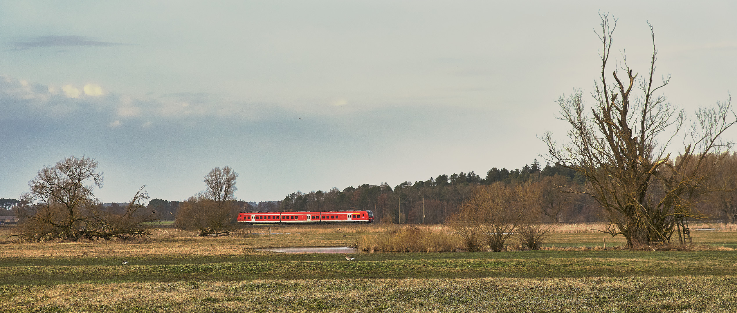 Weiden sind echte Stehaufmännchen