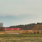 Weiden sind echte Stehaufmännchen