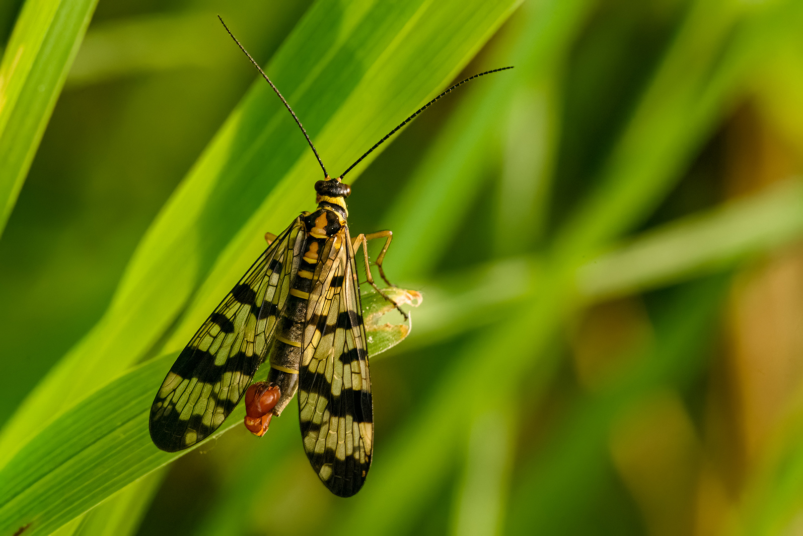 Weiden-Skorpionsfliege, männlich