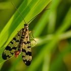 Weiden-Skorpionsfliege, männlich