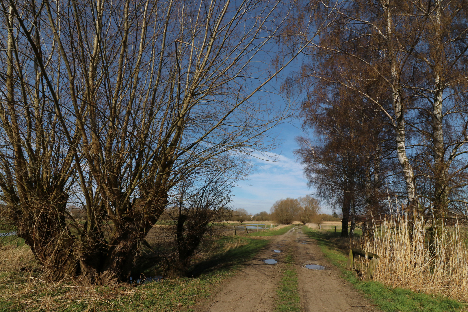 Weiden und Birken