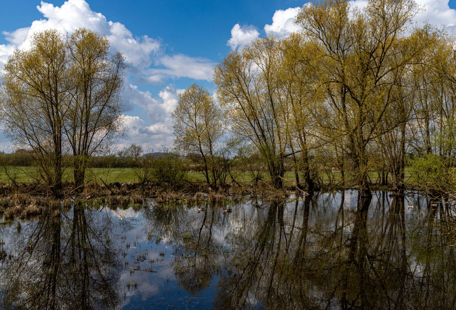 Weiden und Wolken