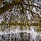 Weiden-Vorhang  -  Fischteich Hannover-Wülfel