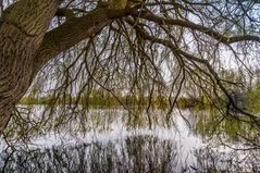 Weiden-Vorhang  -  Fischteich Hannover-Wülfel