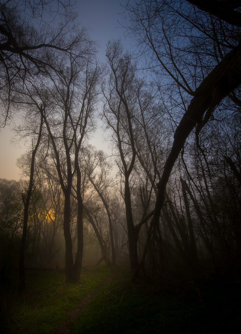Weiden-Wald im Morgennebel