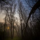 Weiden-Wald im Morgennebel
