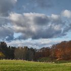 Weiden,  Wald und Wolken