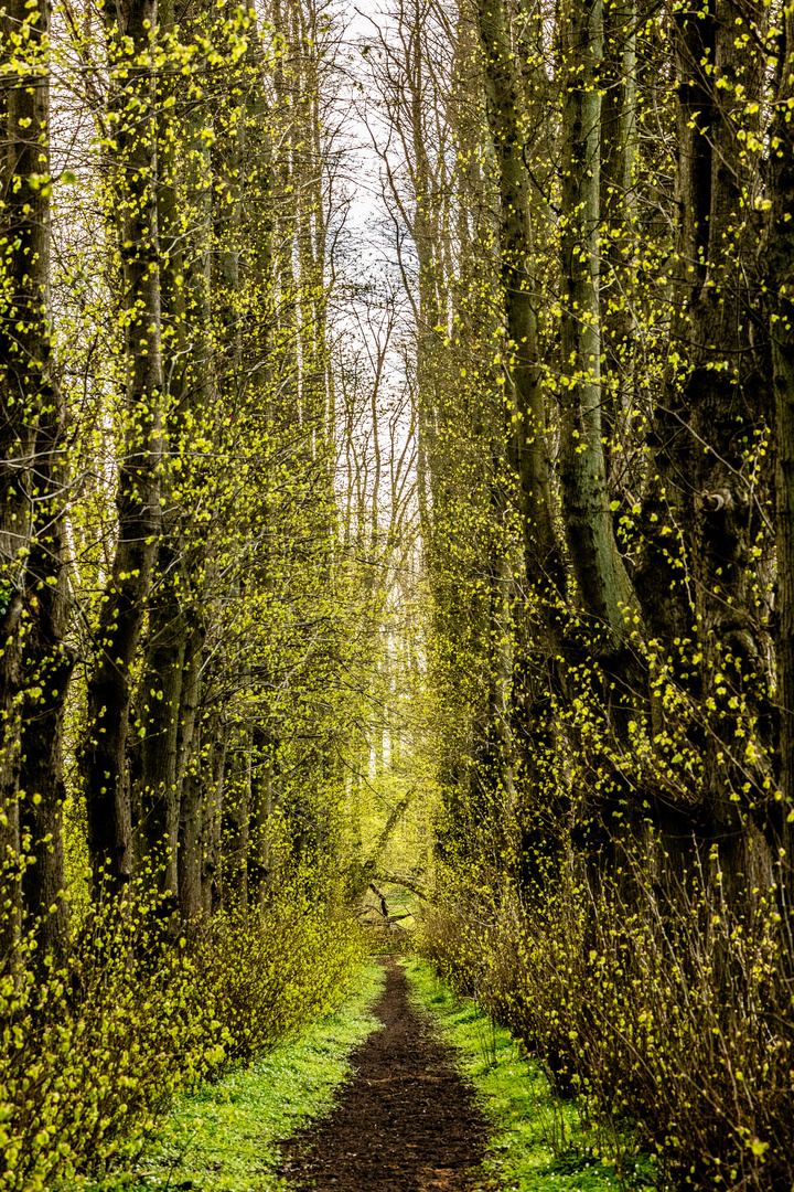 Weidenallee bei Gut Silk / Storman Schleswig-Holstein  2