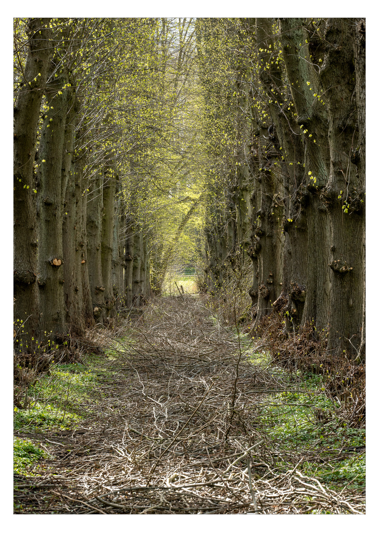 Weidenallee bei Gut Silk / Storman Schleswig-Holstein 