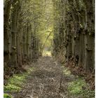 Weidenallee bei Gut Silk / Storman Schleswig-Holstein 