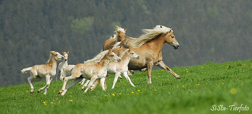 Weidenaustrieb der Stuten und Fohlen in Meura