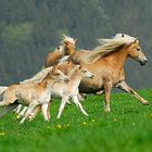 Weidenaustrieb der Stuten und Fohlen in Meura