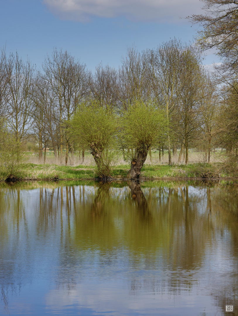 Weidenbäume am Ufer