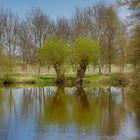 Weidenbäume am Ufer