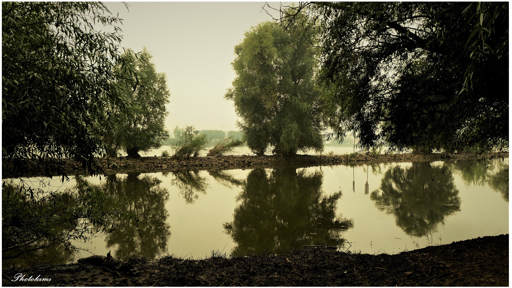 Weidenbäume auf der Rheinaue