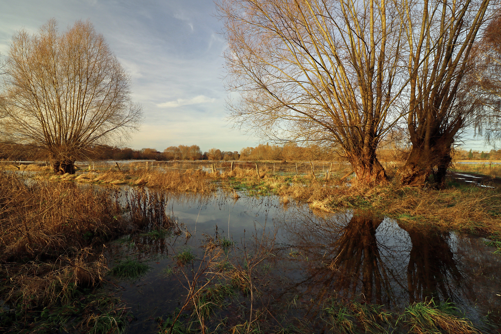 Weidenbäume im Wasser