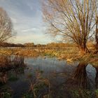 Weidenbäume im Wasser