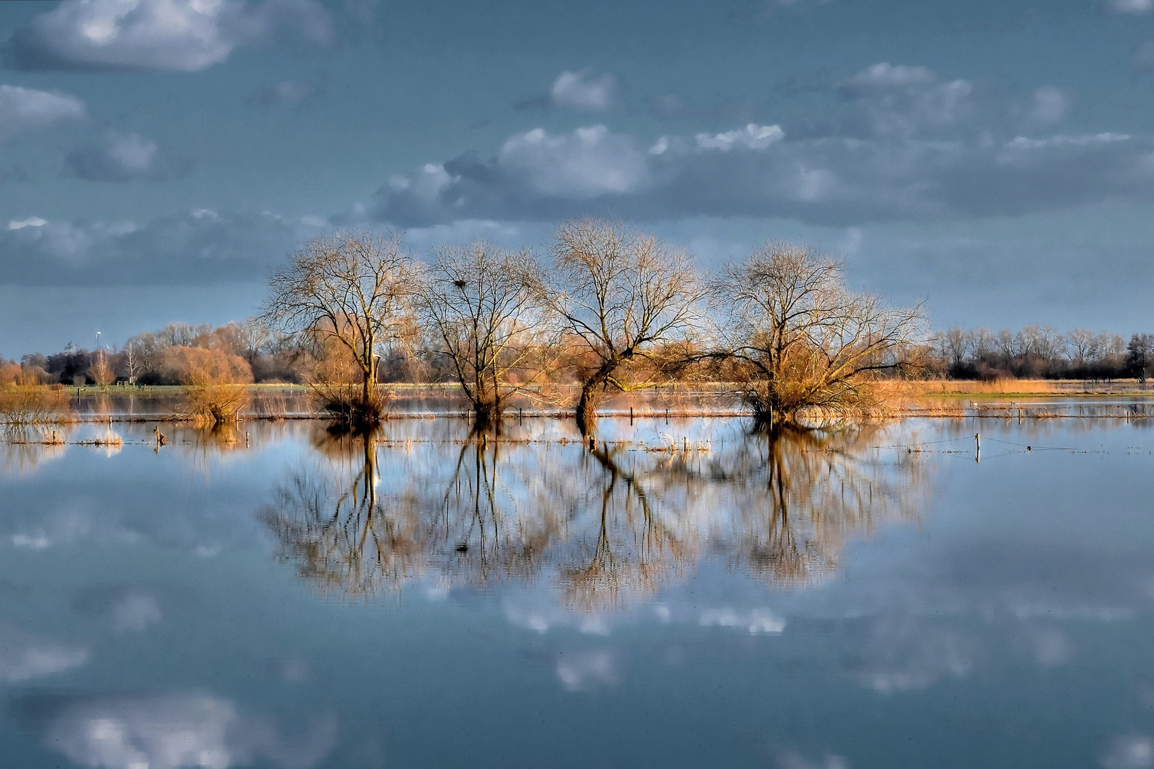 Weidenbäume mit Spiegelung im Hochwasser