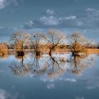 Weidenbäume mit Spiegelung im Hochwasser