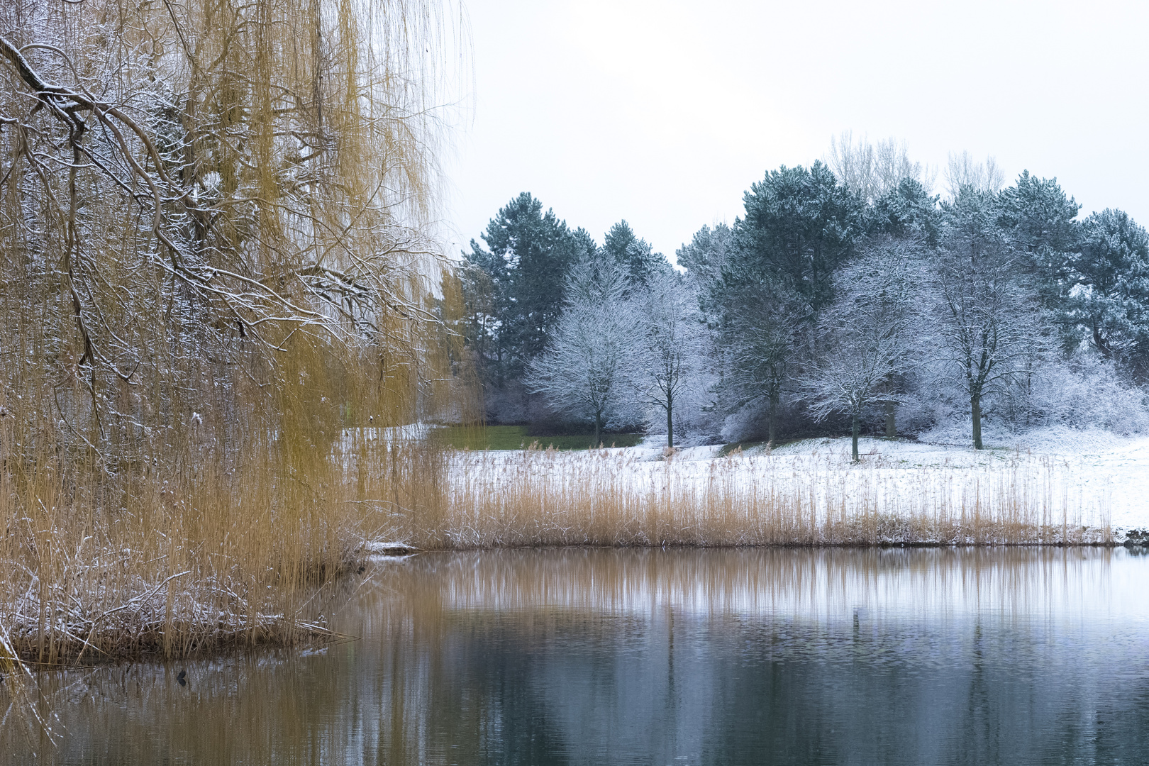 Weidenbaum am See