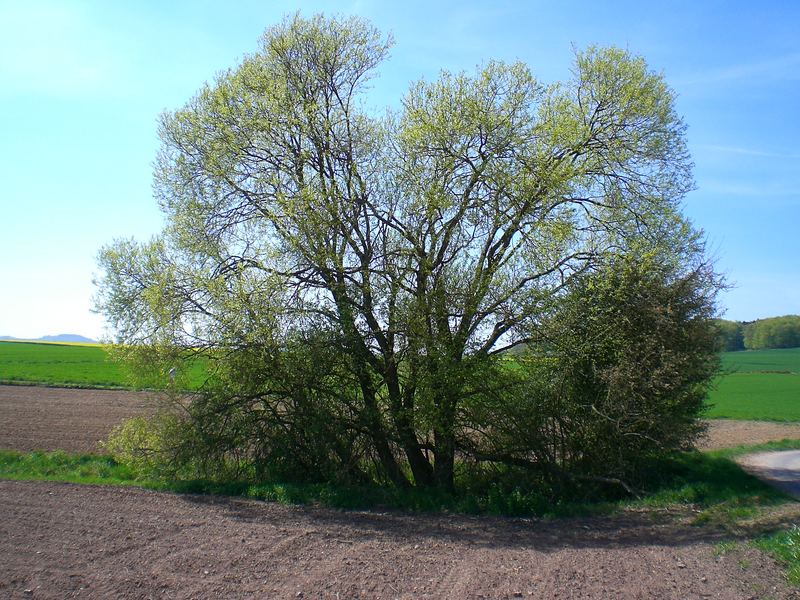 Weidenbaum im Etterbach