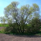 Weidenbaum im Etterbach