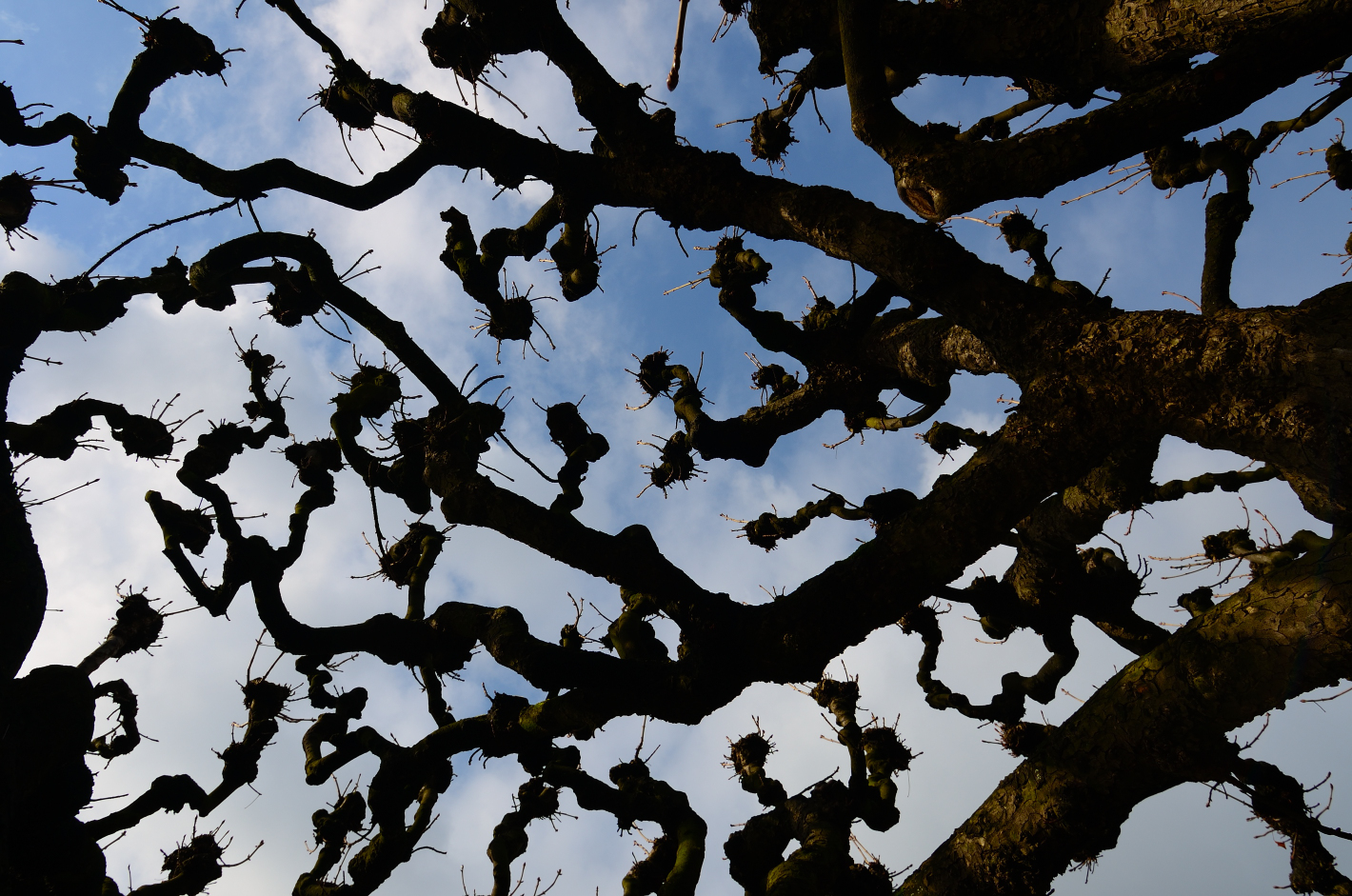 Weidenbaum im Himmel, Willow tree in the sky, Sauce en el cielo