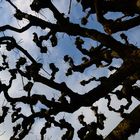 Weidenbaum im Himmel, Willow tree in the sky, Sauce en el cielo