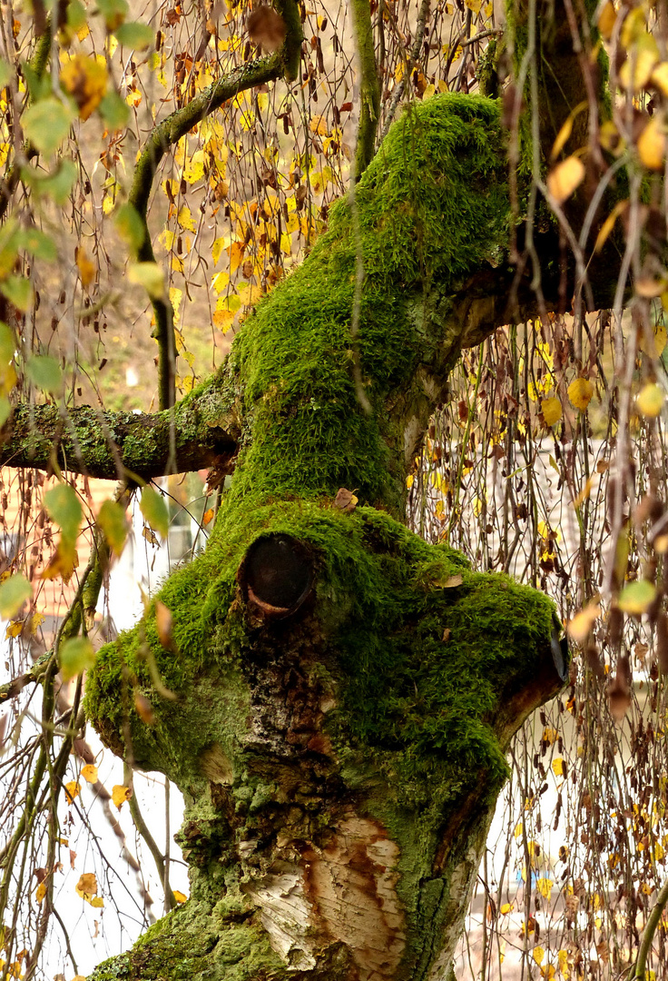 Weidenbaum im Mooskleid