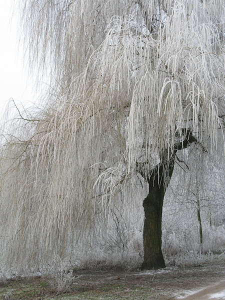 Weidenbaum im Rauhreif