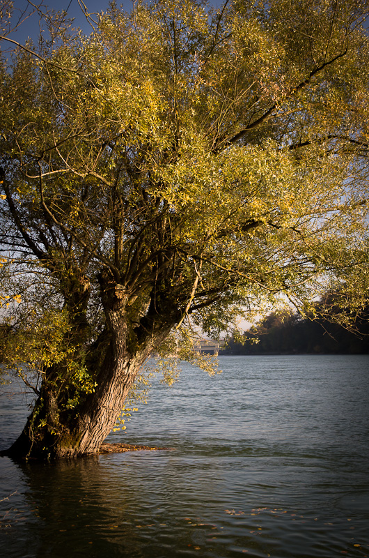 Weidenbaum im Wasser