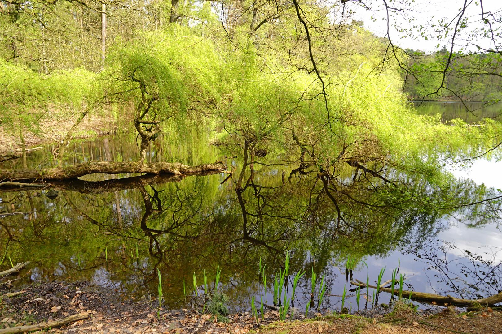 Weidenbaum zu Bade